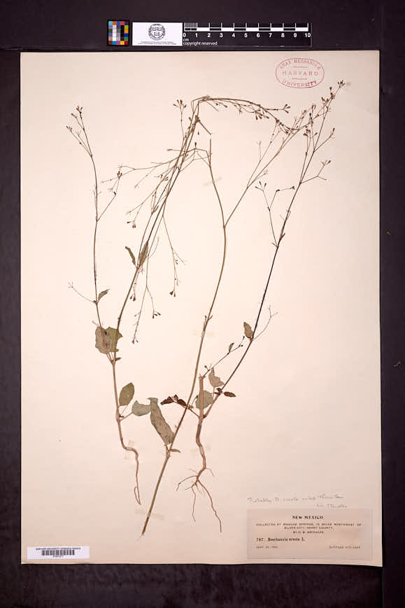 Boerhavia erecta image
