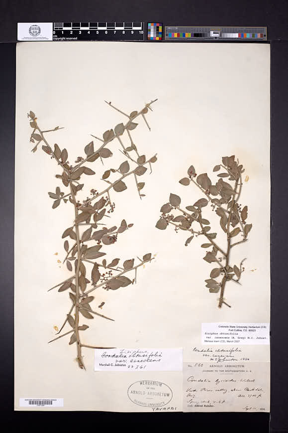 Ziziphus obtusifolia var. canescens image