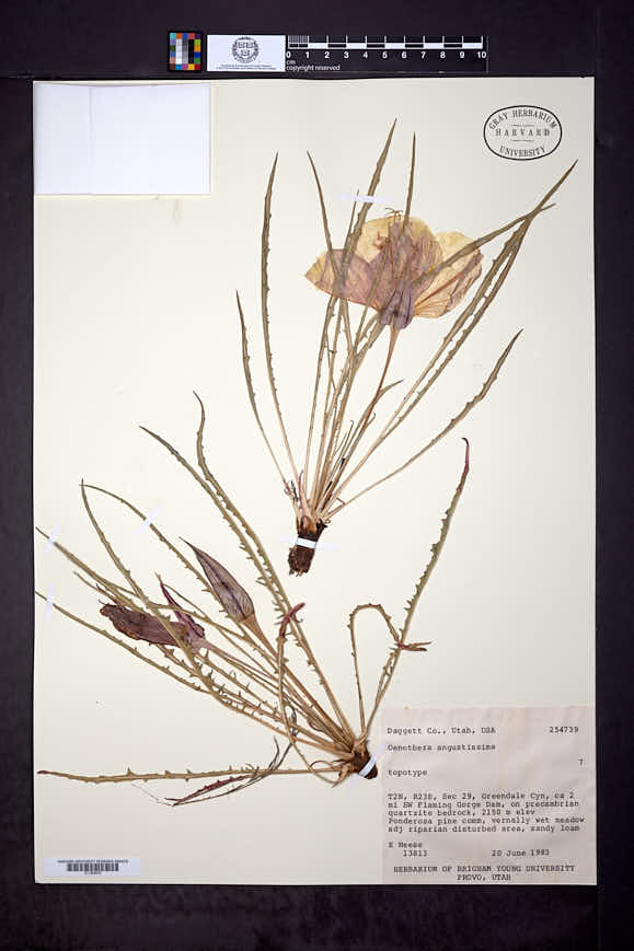 Image of Oenothera angustissima