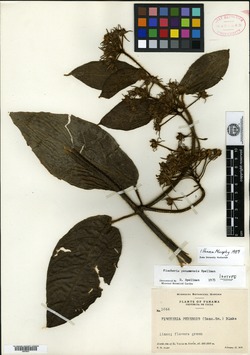 Image of Fischeria panamensis