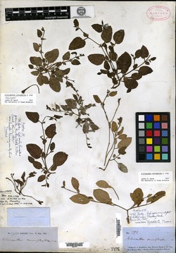 Acleisanthes anisophylla image