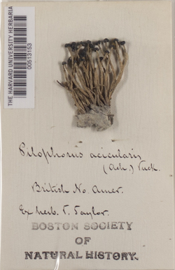Pilophorus acicularis image