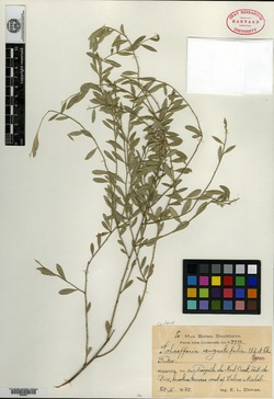 Image of Schaefferia angustifolia