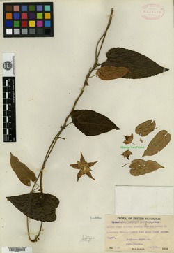 Image of Gonolobus leianthus