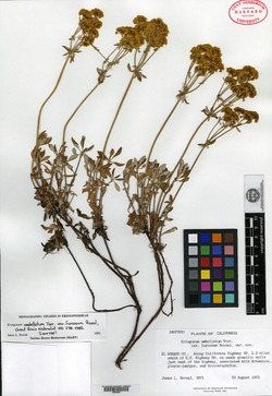 Eriogonum umbellatum var. furcosum image