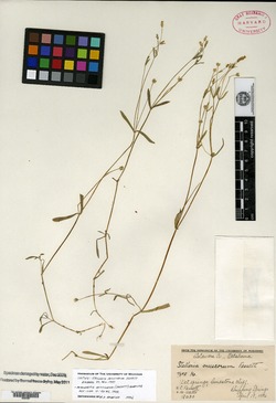 Image of Stellaria muscorum