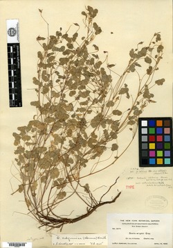 Image of Xanthoxalis californica