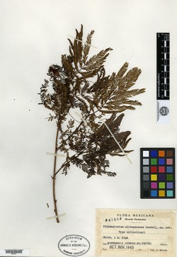Image of Calliandra hirsuta