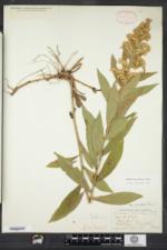 Solidago latissimifolia image