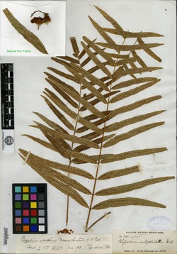 Image of Polypodium adelphum