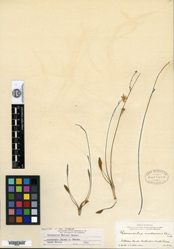 Image of Ranunculus forreri