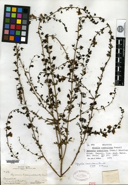 Image of Seymeria coahuilana