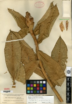Image of Costus pulverulentus