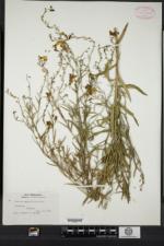 Linaria genistifolia image