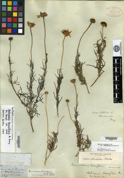 Heliomeris tenuifolia image