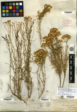 Bigelowia douglasii var. stenophylla image