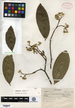 Image of Daphnopsis mexiae