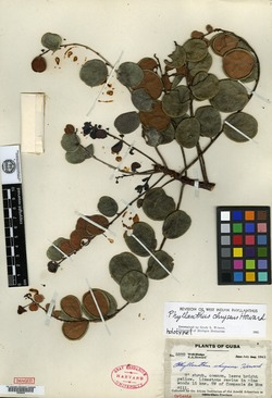Image of Phyllanthus chryseus