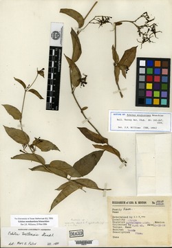 Echites woodsoniana image
