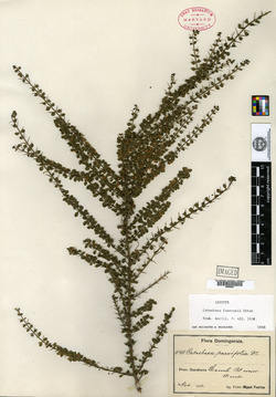 Image of Catesbaea fuertesii