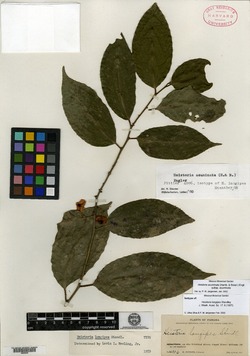 Image of Heisteria longipes