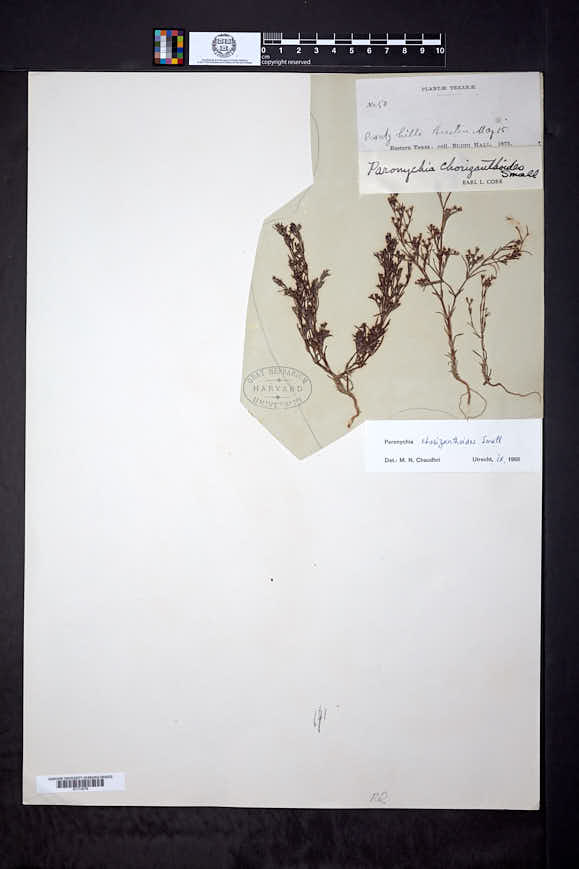 Paronychia chorizanthoides image