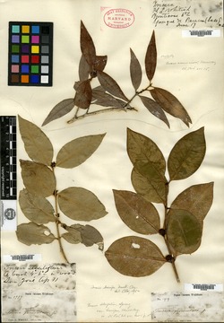 Image of Buxus brevipes