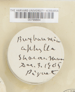 Buxbaumia aphylla image