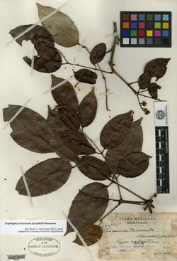 Image of Turpinia tricornuta