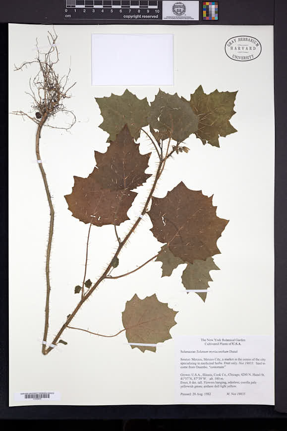Image of Solanum myriacanthum