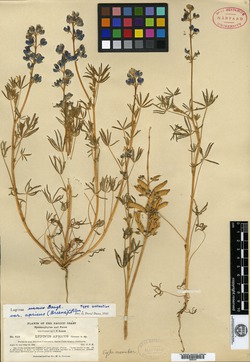 Image of Lupinus apricus