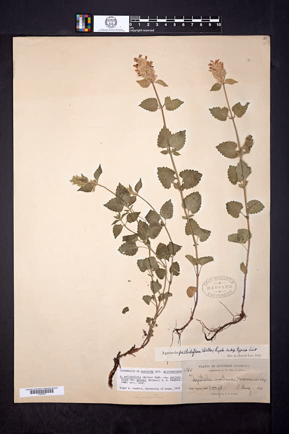 Agastache pallidiflora image