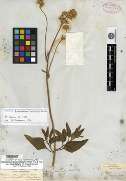 Image of Conoclinium betonicifolium