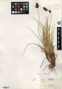 Carex leiophylla image
