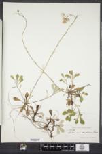 Antennaria howellii subsp. canadensis image