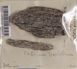 Calicium salicinum image