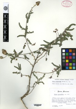 Image of Dalea cinnamomea