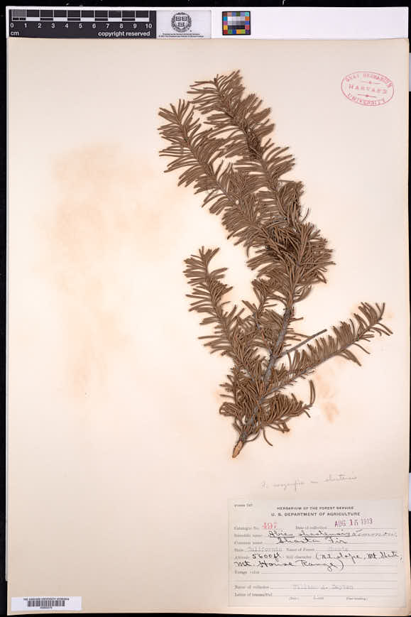 Abies magnifica var. shastensis image