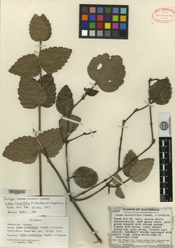 Image of Calea crassifolia