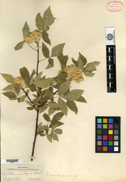 Image of Ptelea villosula