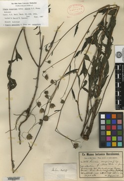 Simsia sanguinea subsp. albida image