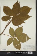 Rubus spiculosus image