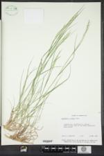 Danthonia allenii image