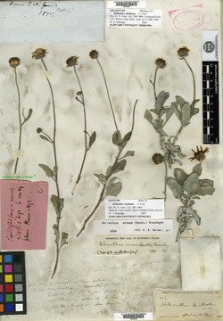 Helianthus niveus subsp. niveus image