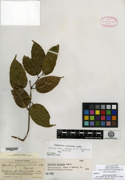 Image of Heisteria scandens