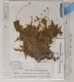 Calliergonella curvifolia image