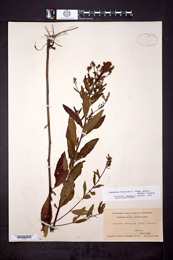 Oenothera tetragona var. tetragona image