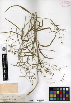 Image of Allionia linearifolia