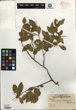 Image of Wimmeria obtusifolia