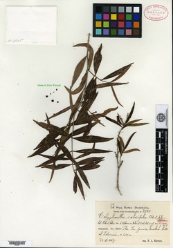 Image of Calyptranthes salicifolia